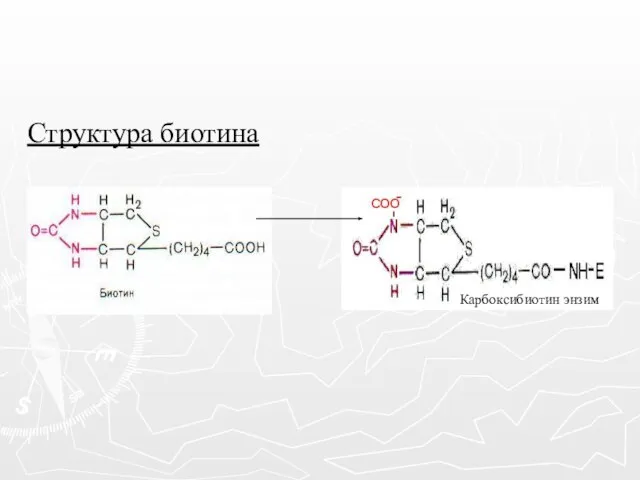 Структура биотина Карбоксибиотин энзим