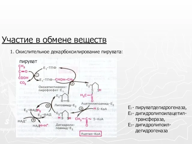 Участие в обмене веществ 1. Окислительное декарбоксилирование пирувата: Е1- пируватдегидрогеназа, Е2-