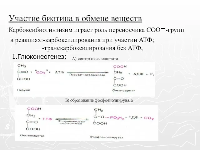 Участие биотина в обмене веществ 1.Глюконеогенез: А) синтез оксалоацетата Б) образование