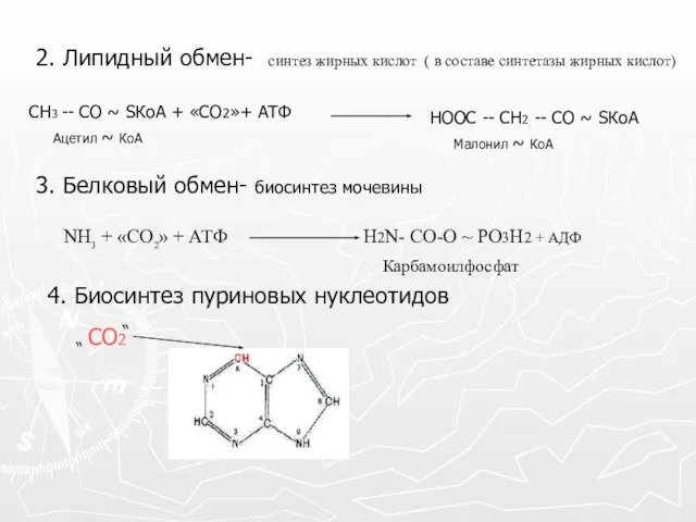 2. Липидный обмен- синтез жирных кислот ( в составе синтетазы жирных