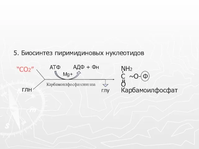 5. Биосинтез пиримидиновых нуклеотидов Карбамоилфосфат