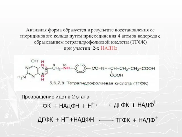 Активная форма образуется в результате восстановления ее птеридинового кольца путем присоединения