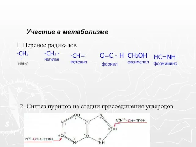 Участие в метаболизме 1. Перенос радикалов -СН= метенил О=С - Н