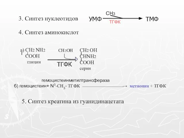 5. Синтез креатина из гуанидинацетата 4. Синтез аминокислот гемоцистеинметилтрансфераза б) гемоцистеин+