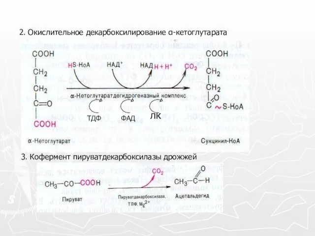 2. Окислительное декарбоксилирование α-кетоглутарата 3. Кофермент пируватдекарбоксилазы дрожжей