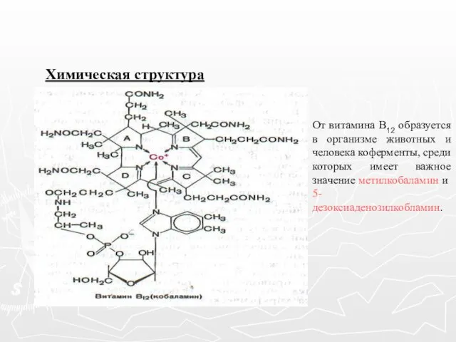 Химическая структура От витамина В12 образуется в организме животных и человека