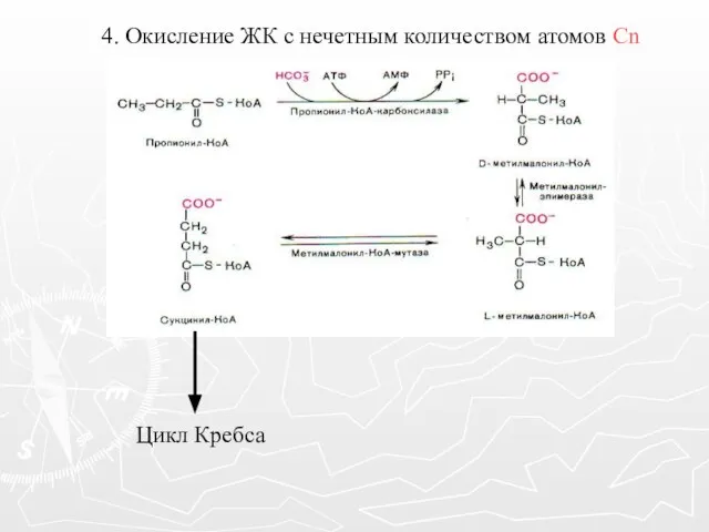 4. Окисление ЖК с нечетным количеством атомов Сn