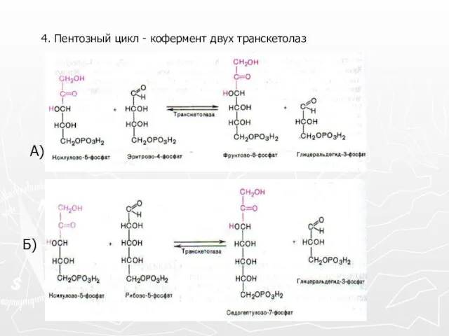 4. Пентозный цикл - кофермент двух транскетолаз А) Б)