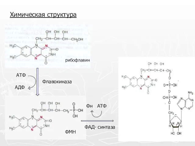 Химическая структура рибофлавин ФМН Флавокиназа ФАД- синтаза