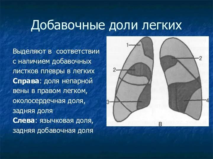 Добавочные доли легких Выделяют в соответствии с наличием добавочных листков плевры