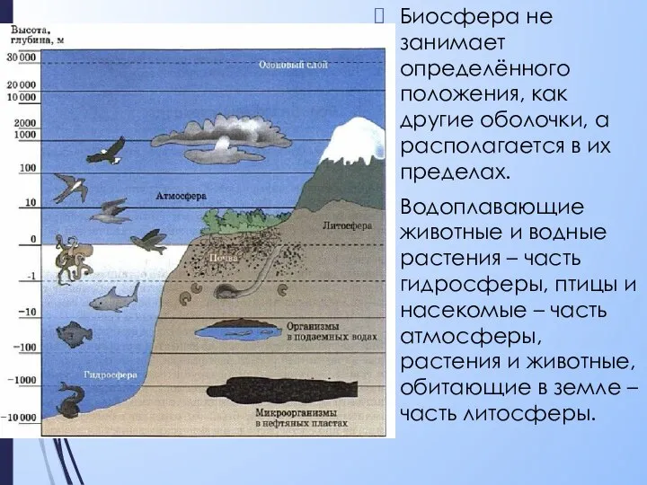 Биосфера не занимает определённого положения, как другие оболочки, а располагается в