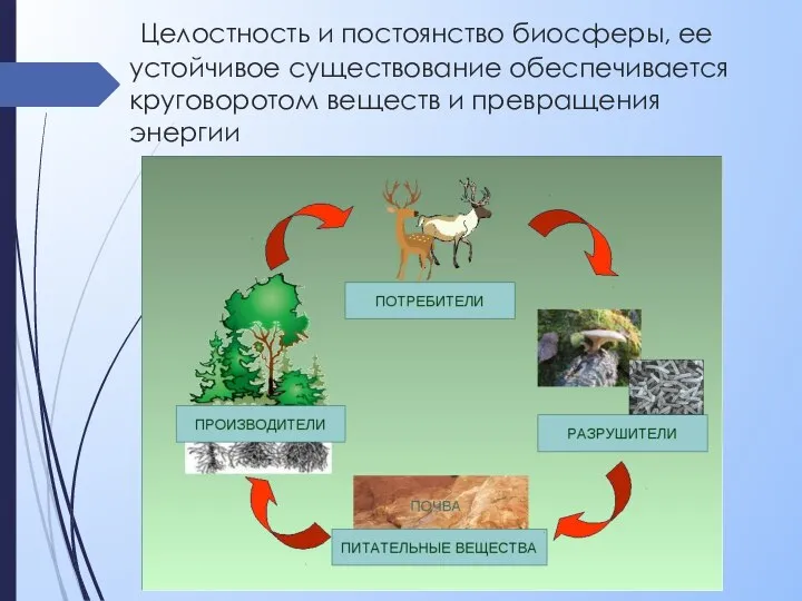 Целостность и постоянство биосферы, ее устойчивое существование обеспечивается круговоротом веществ и превращения энергии