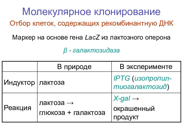 Молекулярное клонирование Отбор клеток, содержащих рекомбинантную ДНК Маркер на основе гена