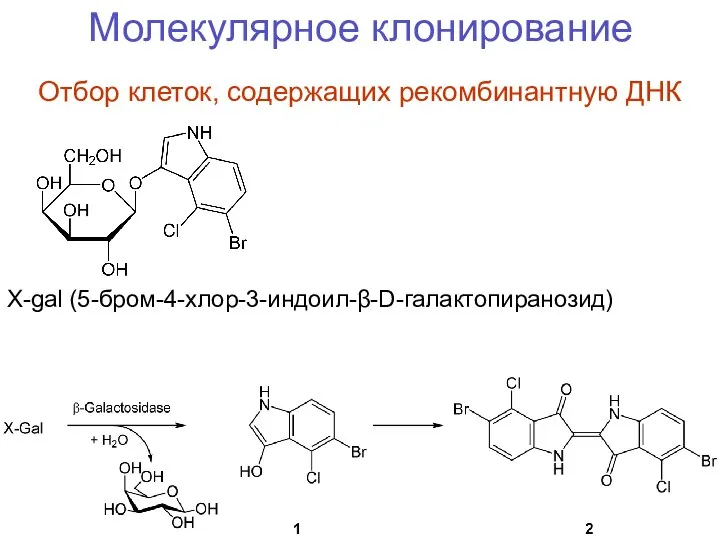 Молекулярное клонирование Отбор клеток, содержащих рекомбинантную ДНК X-gal (5-бром-4-хлор-3-индоил-β-D-галактопиранозид)