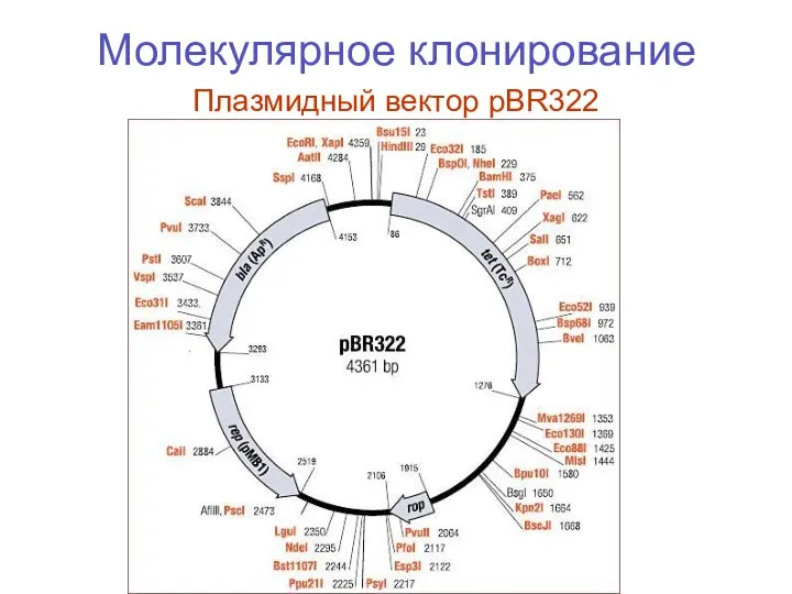 Молекулярное клонирование Плазмидный вектор pBR322