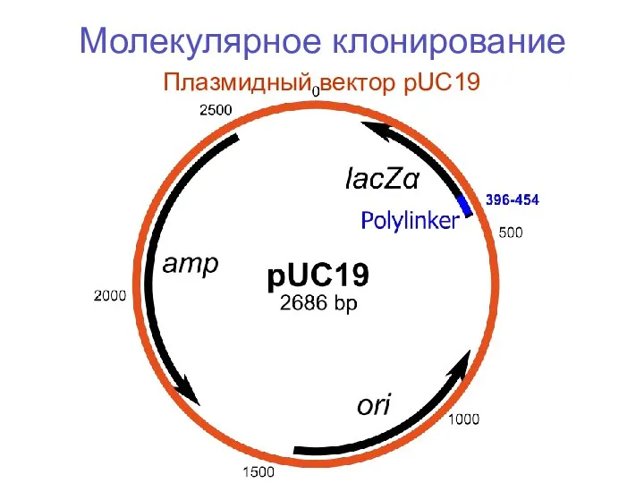 Молекулярное клонирование Плазмидный вектор pUC19