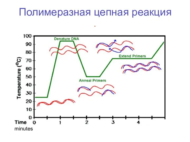 Полимеразная цепная реакция . minutes