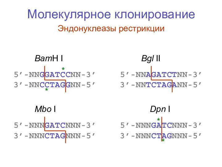 Молекулярное клонирование Эндонуклеазы рестрикции 5’-NNGGATCCNN-3’ 3’-NNCCTAGGNN-5’ 5’-NNAGATCTNN-3’ 3’-NNTCTAGANN-5’ BamH I Bgl