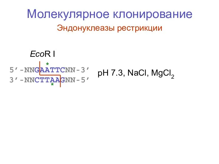 Молекулярное клонирование Эндонуклеазы рестрикции 5’-NNGAATTCNN-3’ 3’-NNCTTAAGNN-5’ EcoR I pH 7.3, NaCl, MgCl2 * *