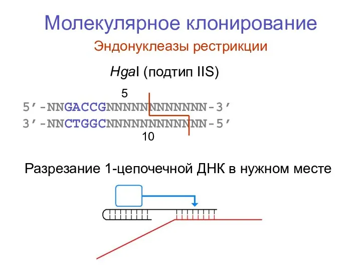 Молекулярное клонирование Эндонуклеазы рестрикции 5’-NNGACCGNNNNNNNNNNNN-3’ 3’-NNCTGGCNNNNNNNNNNNN-5’ HgaI (подтип IIS) 5 10