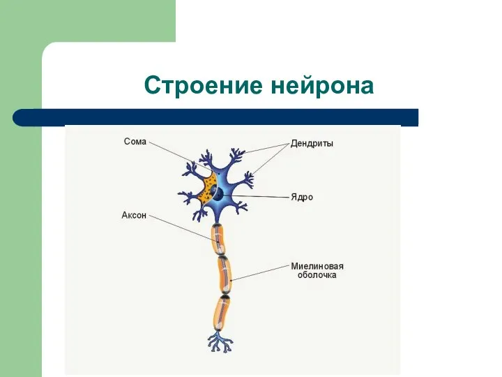 Строение нейрона