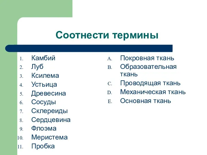 Соотнести термины Камбий Луб Ксилема Устьица Древесина Сосуды Склереиды Сердцевина Флоэма