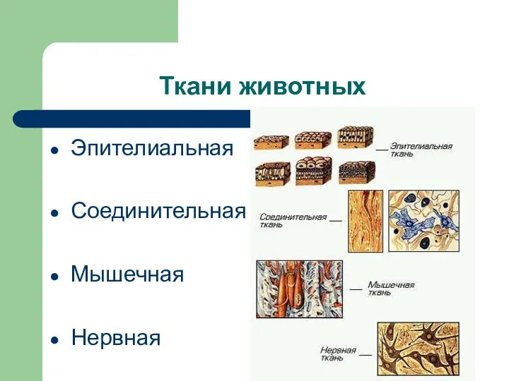 Ткани животных Эпителиальная Соединительная Мышечная Нервная