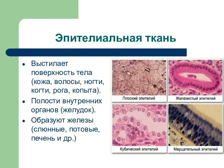 Эпителиальная ткань Выстилает поверхность тела (кожа, волосы, ногти, когти, рога, копыта).