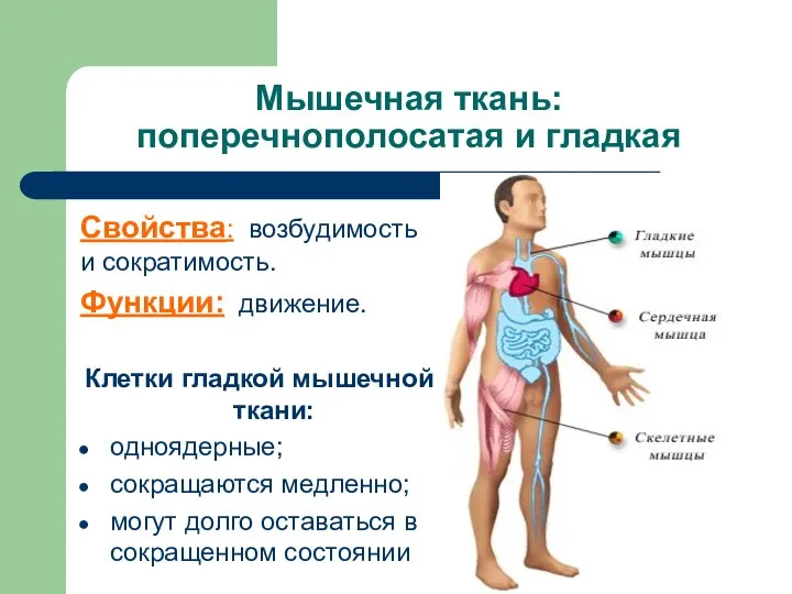 Мышечная ткань: поперечнополосатая и гладкая Свойства: возбудимость и сократимость. Функции: движение.