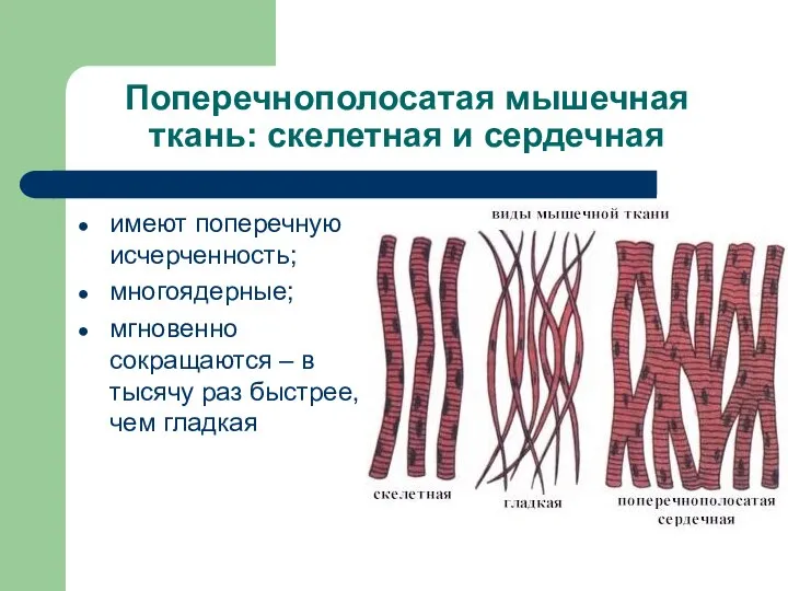 Поперечнополосатая мышечная ткань: скелетная и сердечная имеют поперечную исчерченность; многоядерные; мгновенно