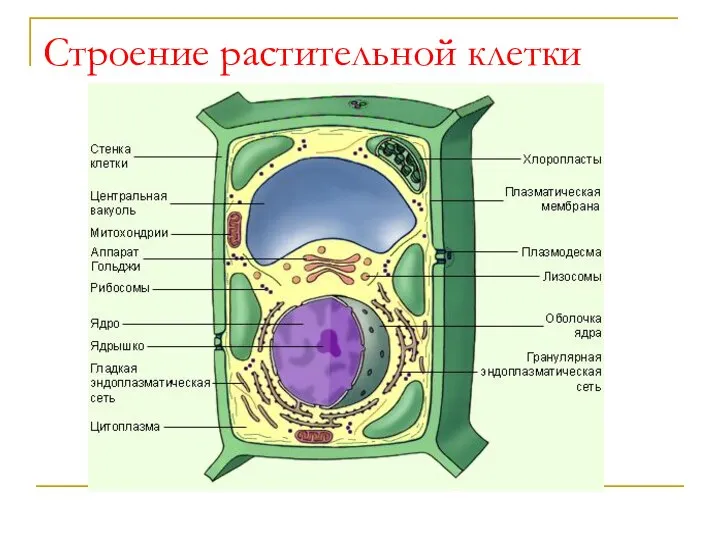 Строение растительной клетки