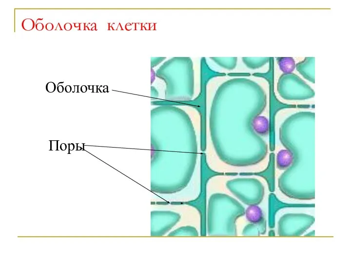 Оболочка клетки Оболочка Поры