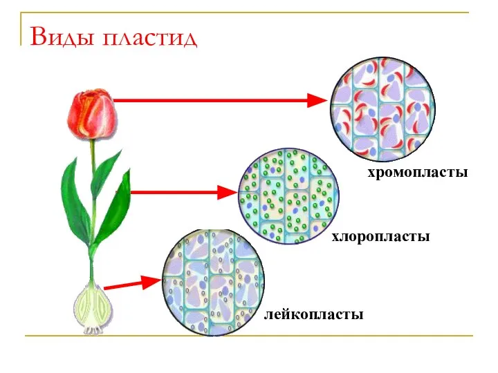 Виды пластид лейкопласты хлоропласты хромопласты