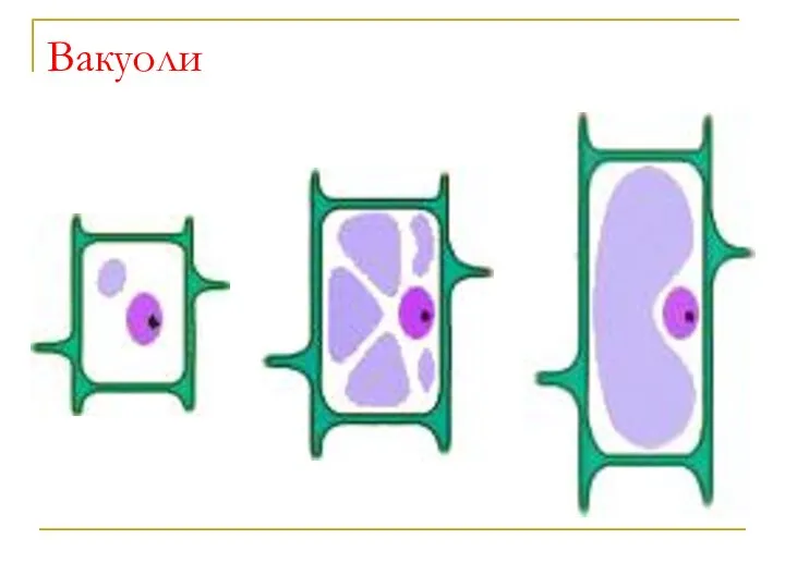 Вакуоли