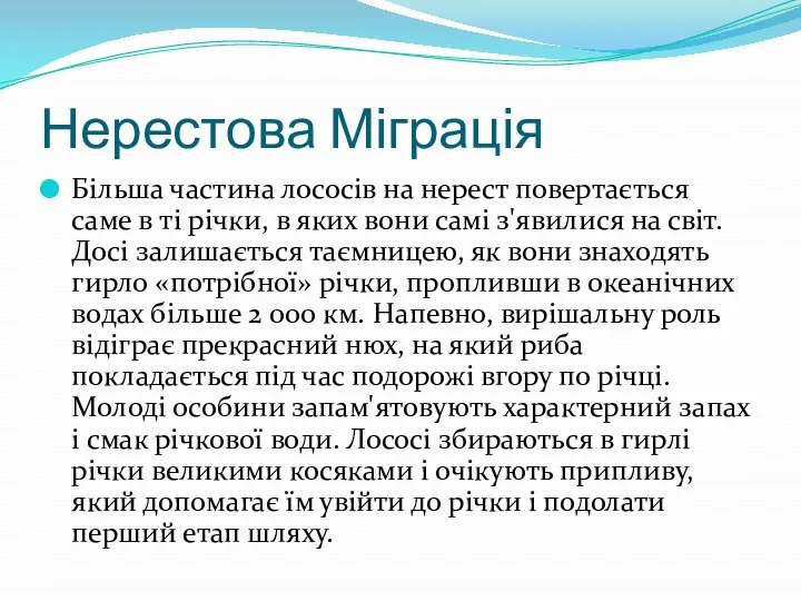 Нерестова Міграція Більша частина лососів на нерест повертається саме в ті