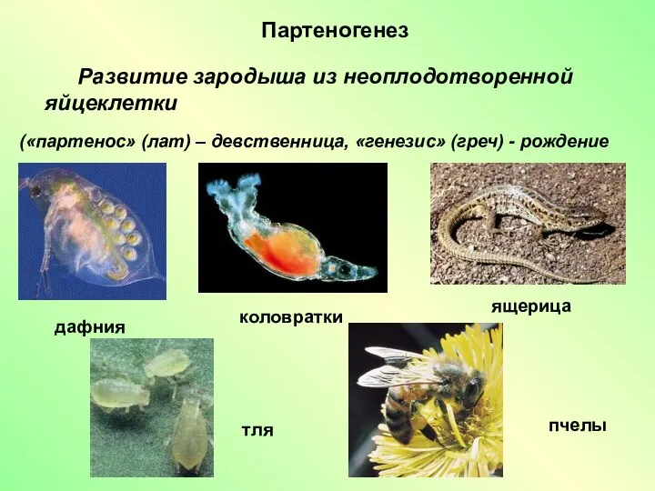 («партенос» (лат) – девственница, «генезис» (греч) - рождение