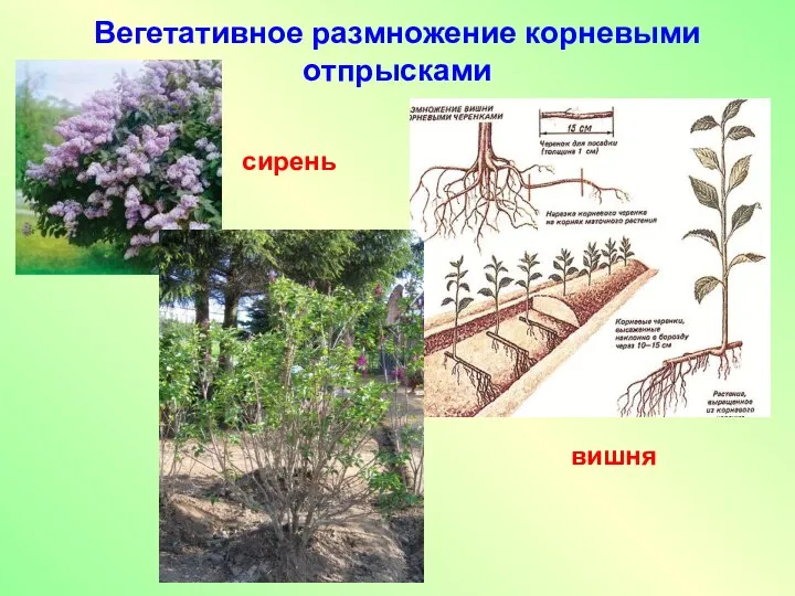 Вегетативное размножение корневыми отпрысками сирень вишня