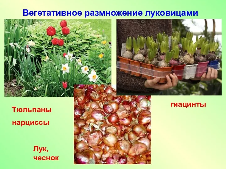 Вегетативное размножение луковицами Тюльпаны нарциссы Лук, чеснок гиацинты