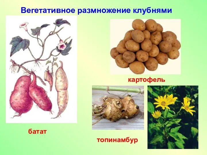 Вегетативное размножение клубнями батат картофель топинамбур