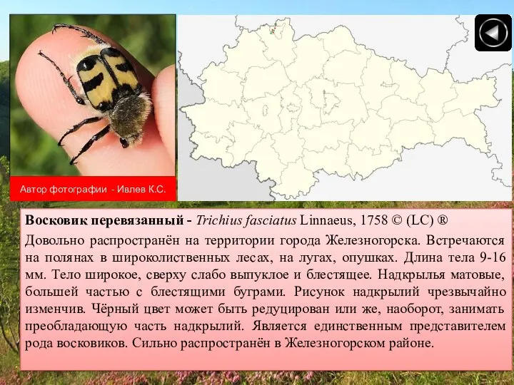 Автор фотографии - Ивлев К.С. Восковик перевязанный - Trichius fasciatus Linnaeus,