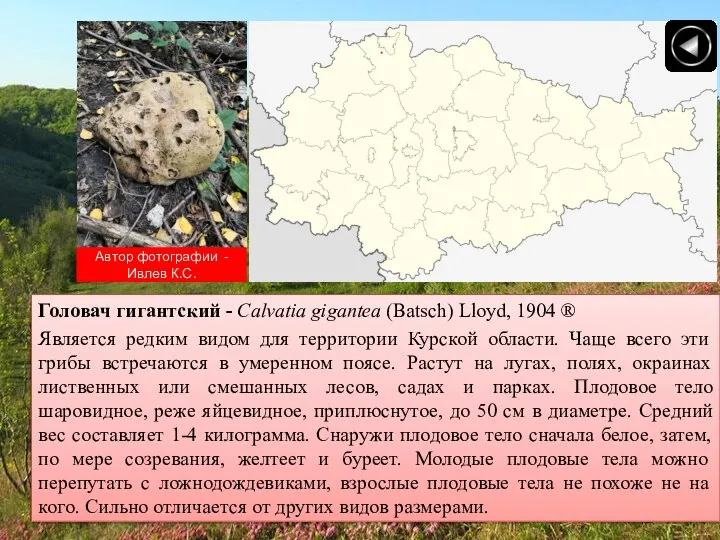 Автор фотографии - Ивлев К.С. Головач гигантский - Calvatia gigantea (Batsch)