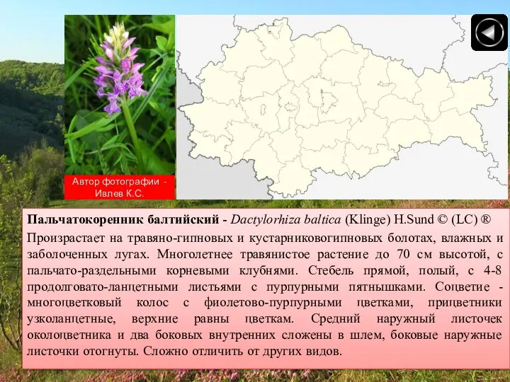 Автор фотографии - Ивлев К.С. Пальчатокоренник балтийский - Dactylorhiza baltica (Klinge)