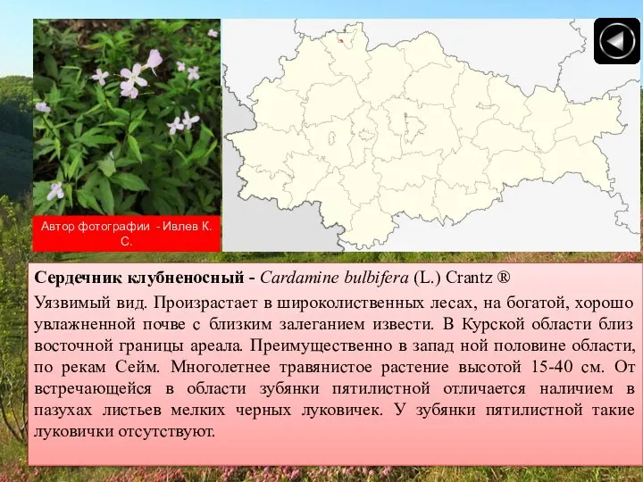 Автор фотографии - Ивлев К.С. Сердечник клубненосный - Cardamine bulbifera (L.)