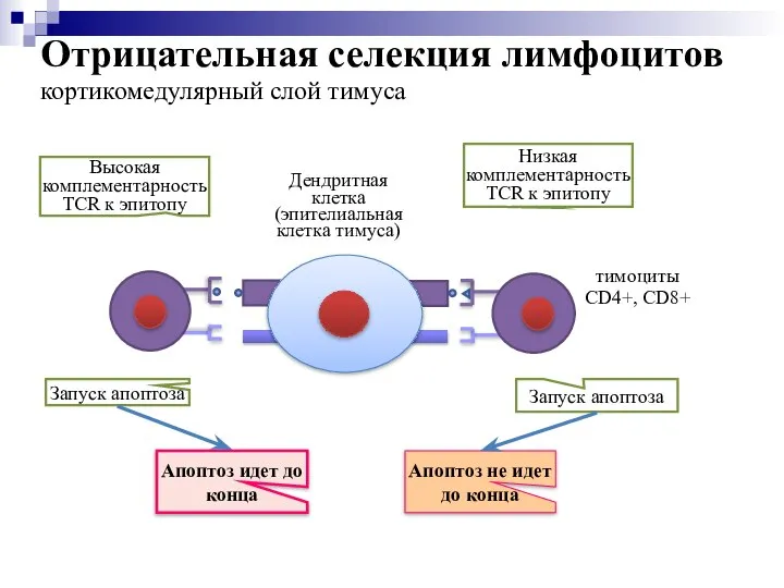 Отрицательная селекция лимфоцитов кортикомедулярный слой тимуса Запуск апоптоза Низкая комплементарность TCR