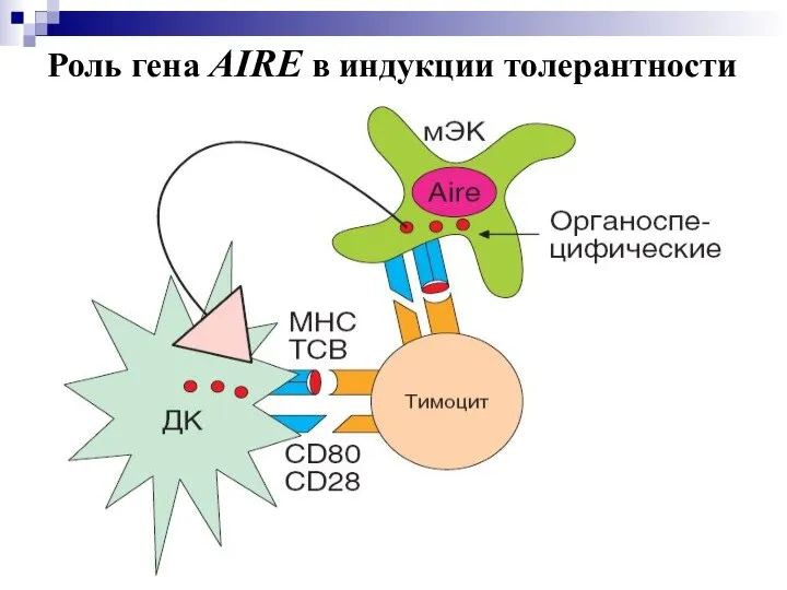 Роль гена AIRE в индукции толерантности