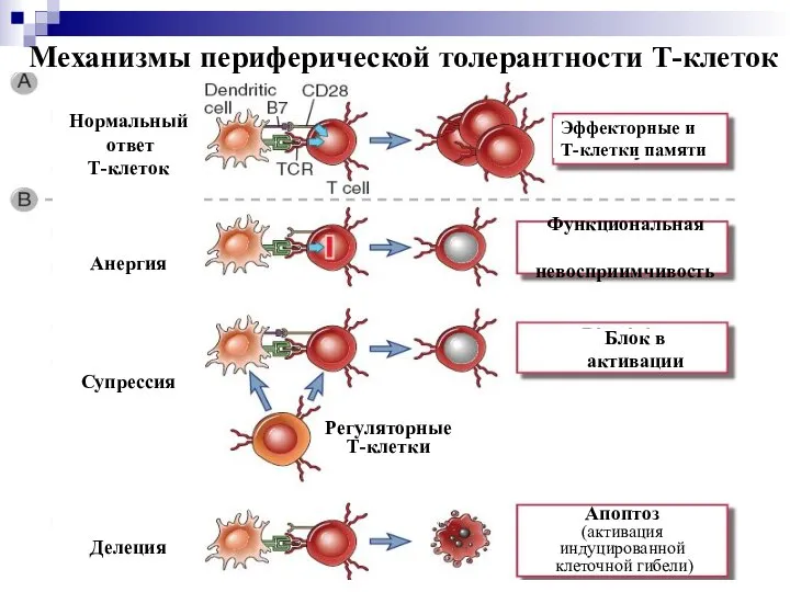 Механизмы периферической толерантности Т-клеток Нормальный ответ Т-клеток Анергия Супрессия Делеция Блок