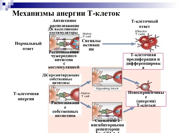 Механизмы анергии Т-клеток Нормальный ответ Т-клеточная анергия Т-клеточная пролиферация и дифференцировка
