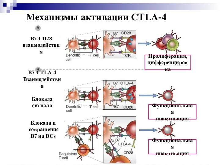 Механизмы активации CTLA-4 Пролиферация, дифференцировка Функциональная инактивация Функциональная инактивация B7-CD28 взаимодействия