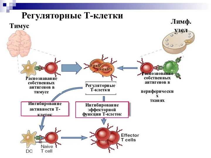 Регуляторные Т-клетки Распознование собственных антигенов в периферических тканях Ингибирование активности Т-клеток