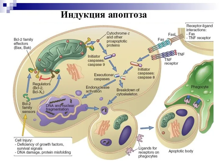 Индукция апоптоза